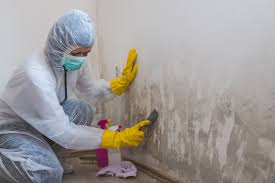 Best Asbestos and Lead Testing During Mold Inspection  in London, CA